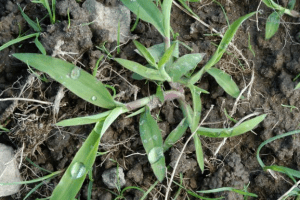 Crabgrass