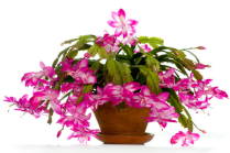 Christmas cactus