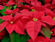 Poinsettia
