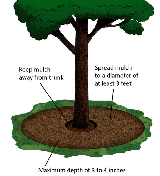 mulch around trees