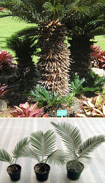 Sago Palm Pups